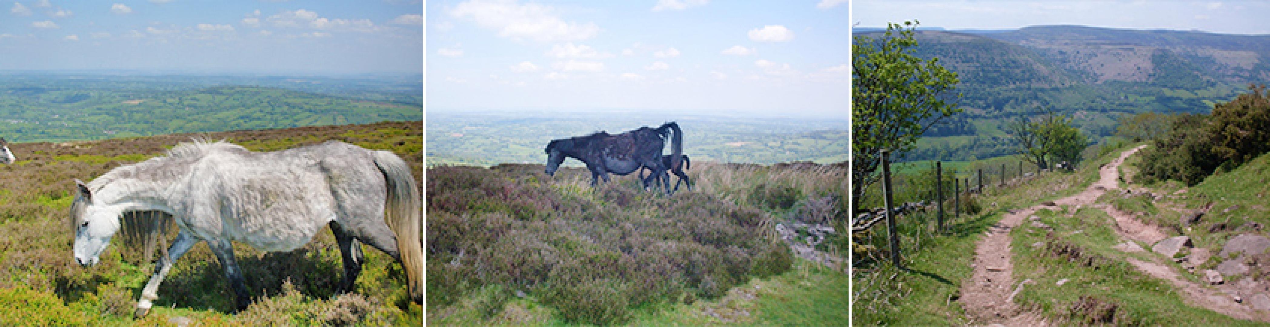 Three images of Offa's Dyke Path: a pony, pony with foal and a sandy, scenic trail